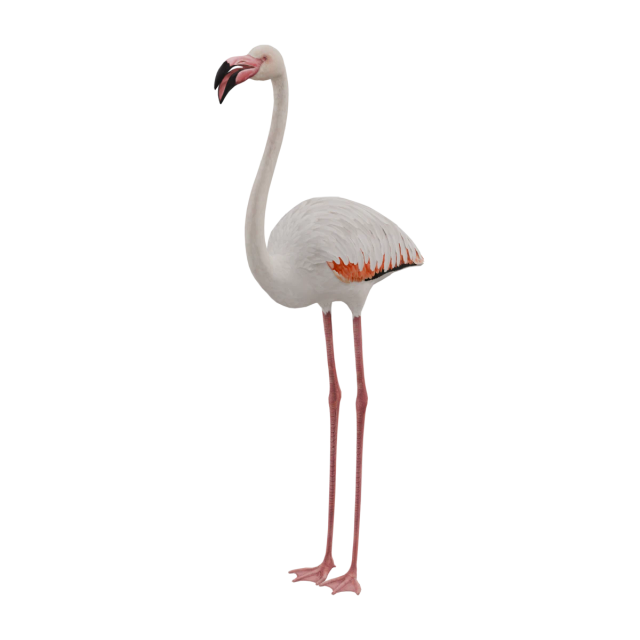 Rosaflamingo