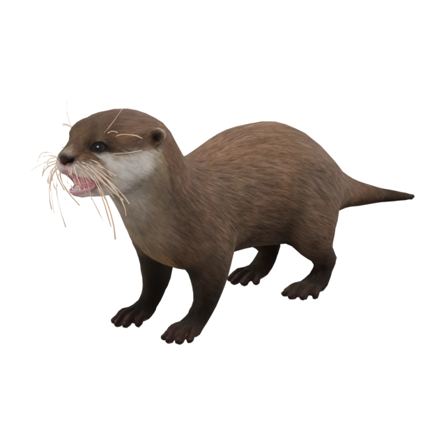 Zwergotter