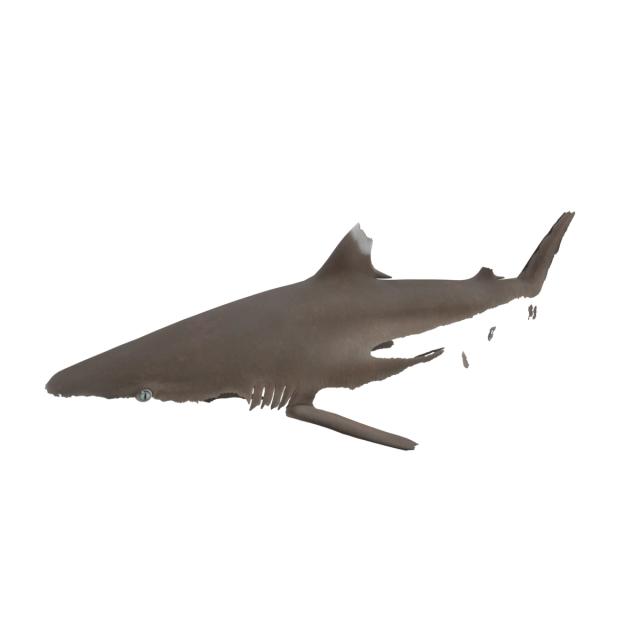 Requin pointes noires