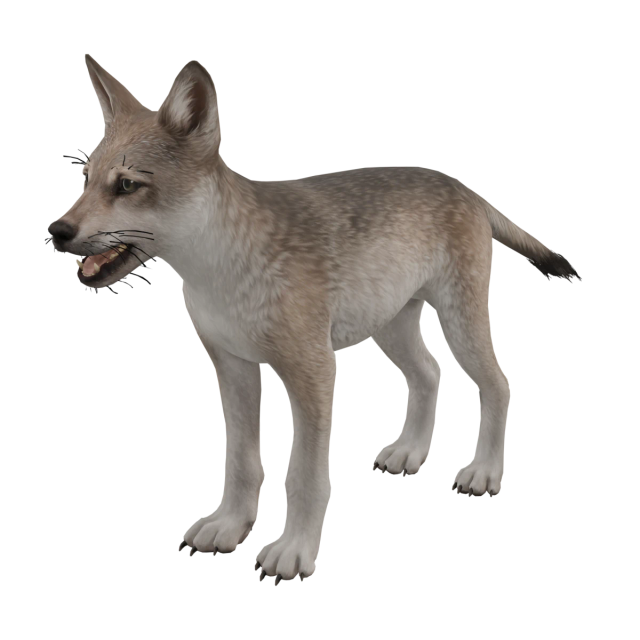 Wolf