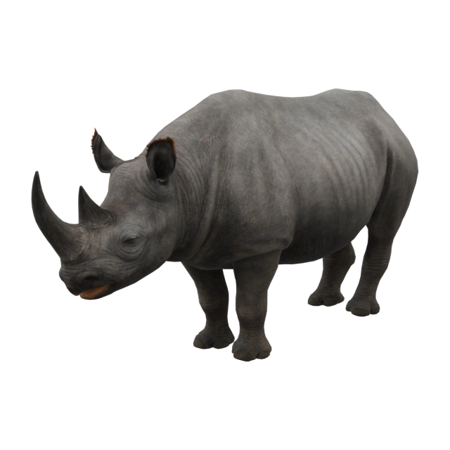 Black Rhinoceros