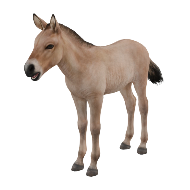 Przewalski-Pferd