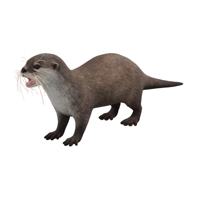 Zwergotter