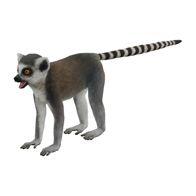 环尾狐猴