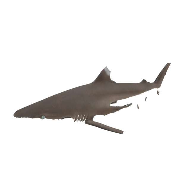 Requin pointes noires