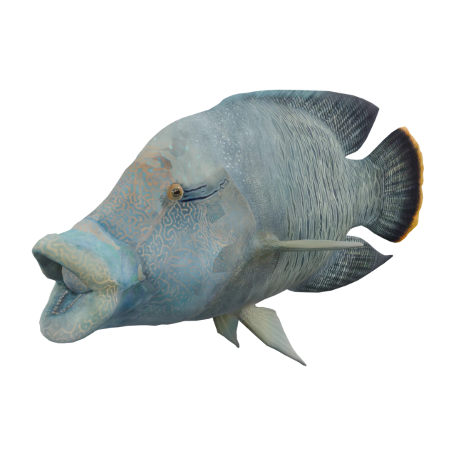 メガネモチノウオ