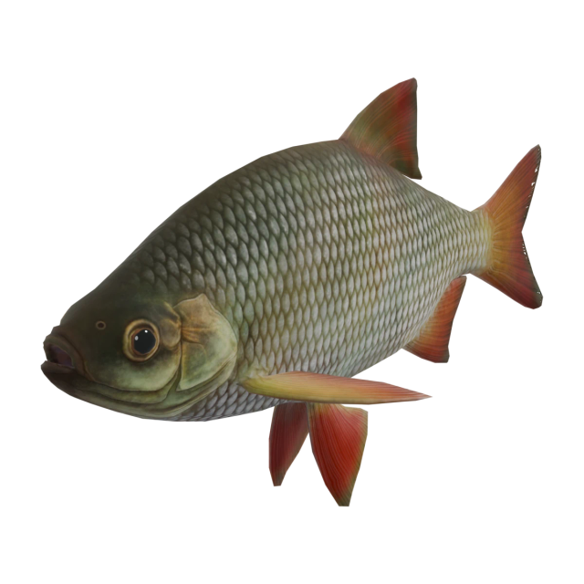 Rotfeder