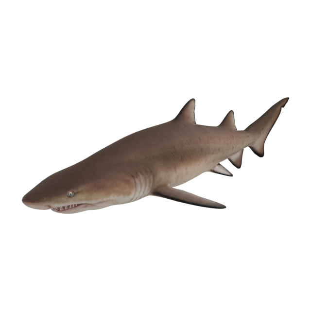 Sand Tiger Shark