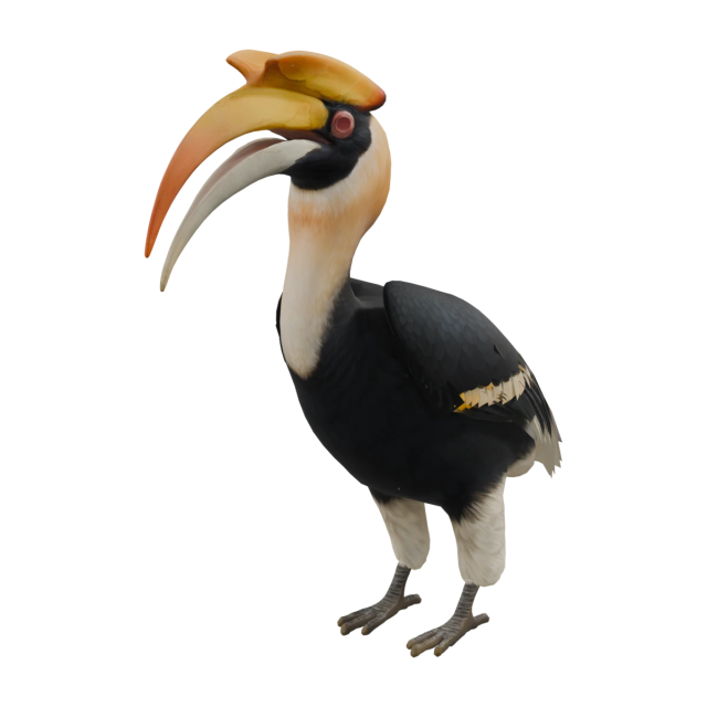 Doppelhornvogel