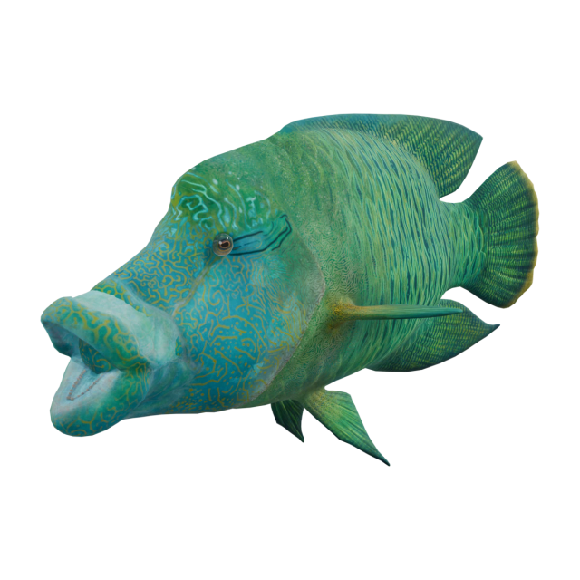 メガネモチノウオ
