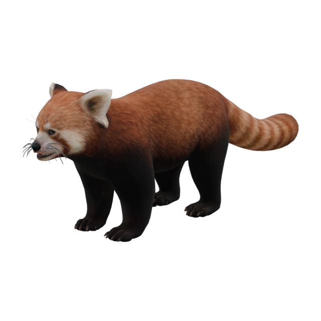 Kleiner Panda