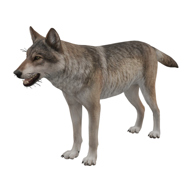 Wolf