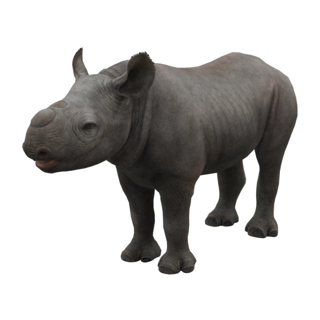 Black Rhinoceros