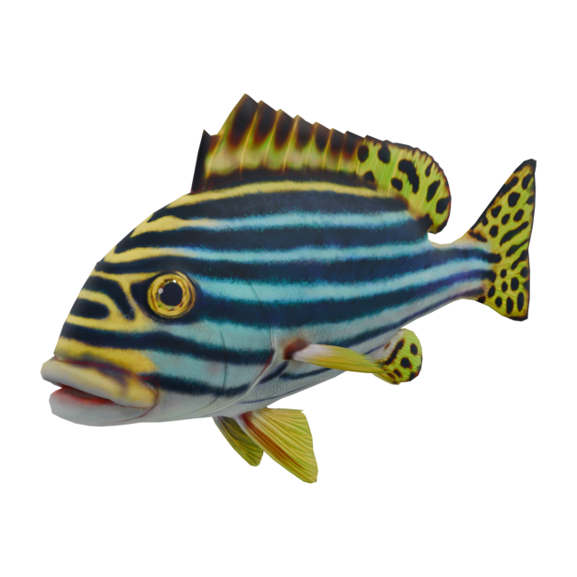 Indian Ocean Oriental Sweetlips