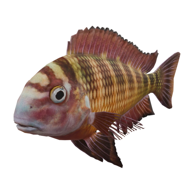 Tropheus moorii