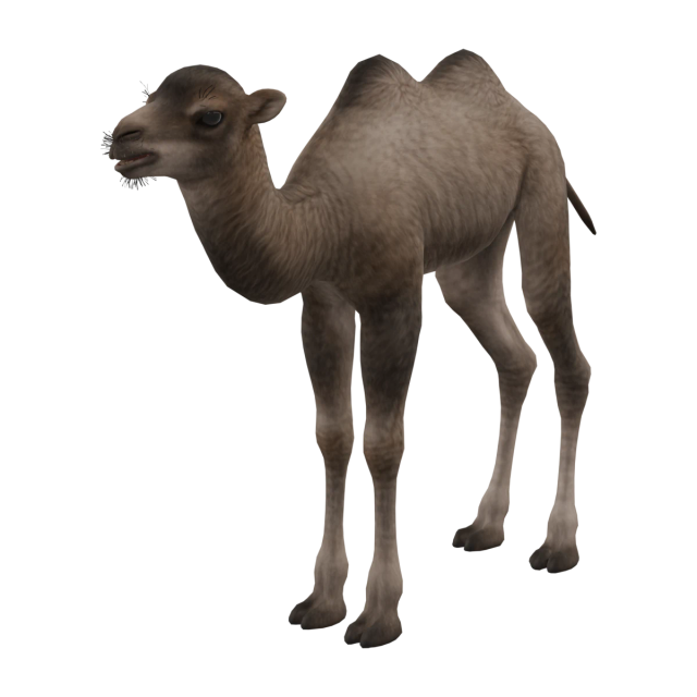 Trampeltier