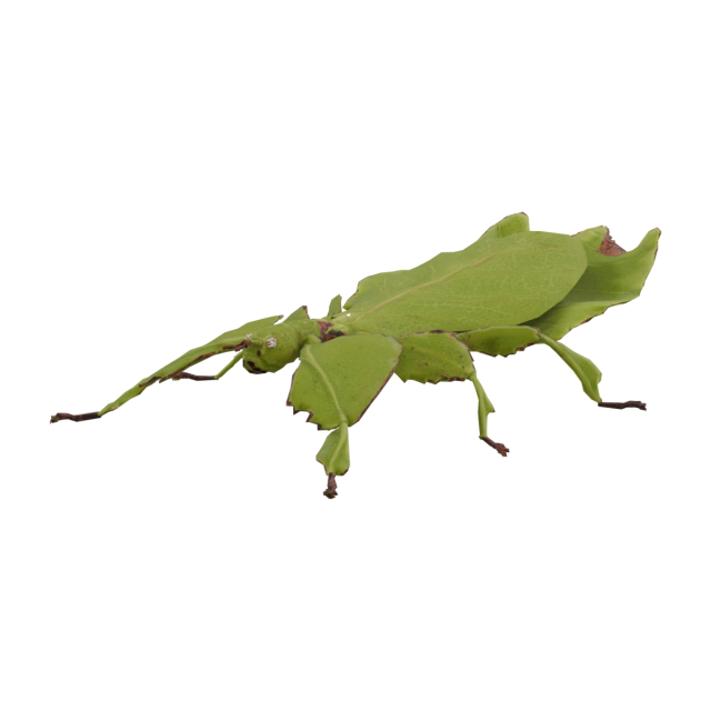 Insecto hoja gigante