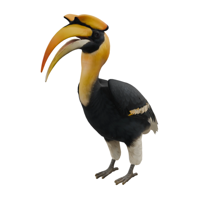 Doppelhornvogel