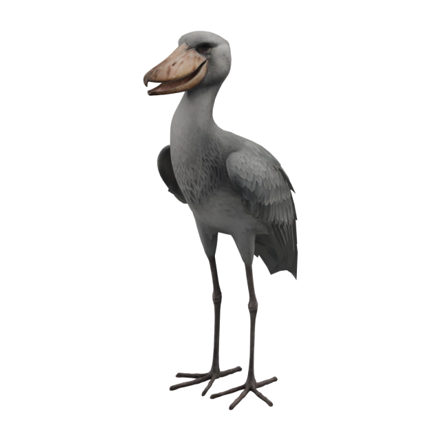 ハシビロコウ