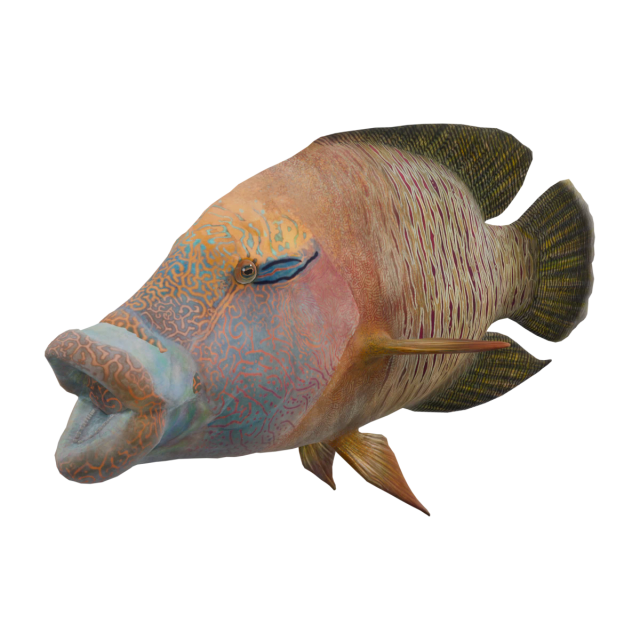 メガネモチノウオ