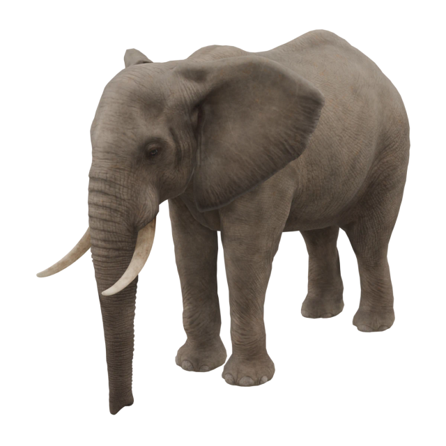 African Savannah Elephant