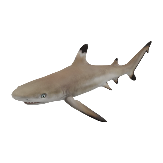Requin pointes noires