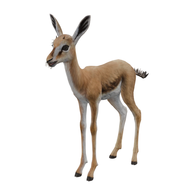 Springbok