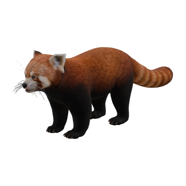 Kleiner Panda