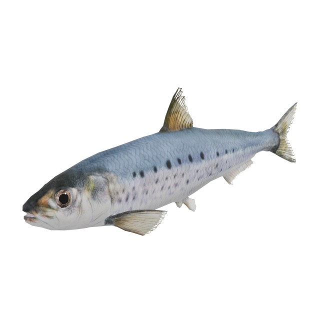 Sardina del Pacífico