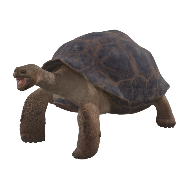 Tortue géante des Galápagos