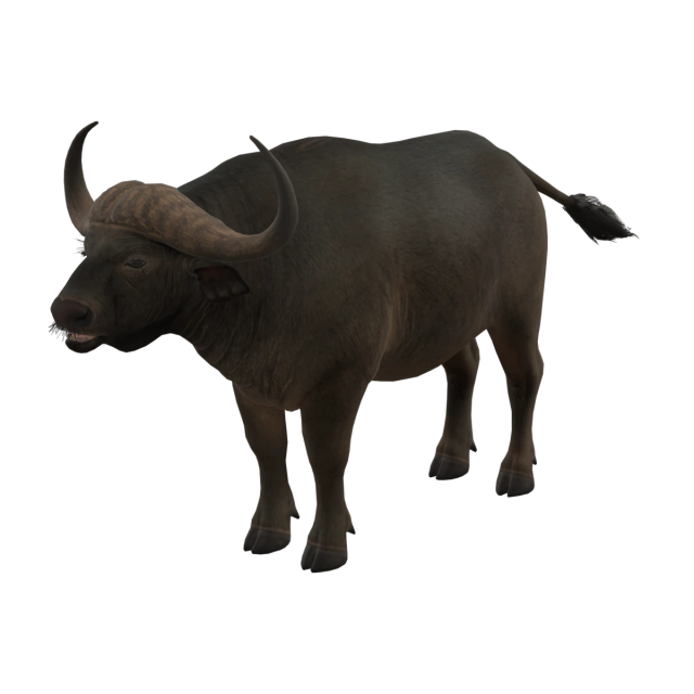 Buffle du Cap