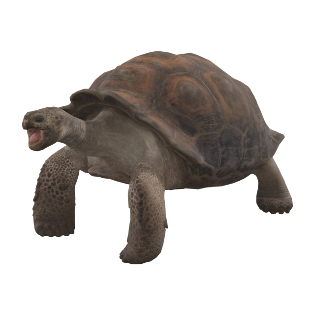 Tortue géante des Galápagos