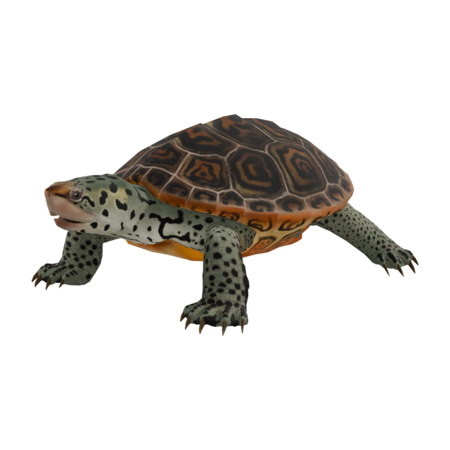 Tortuga espalda de diamante