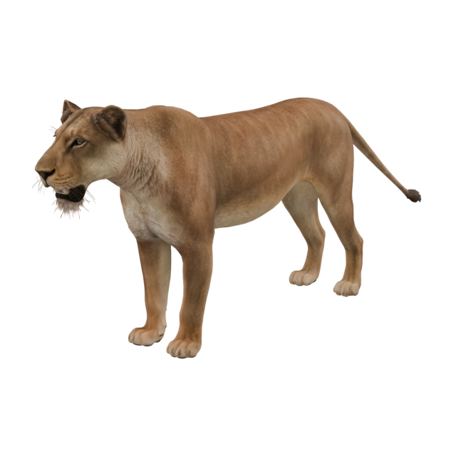 Löwe