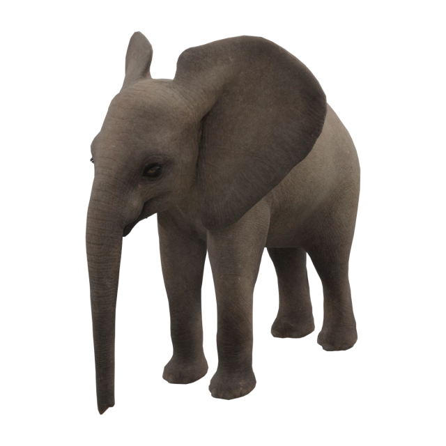 African Savannah Elephant