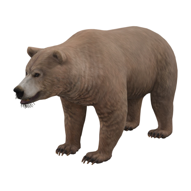 회색곰