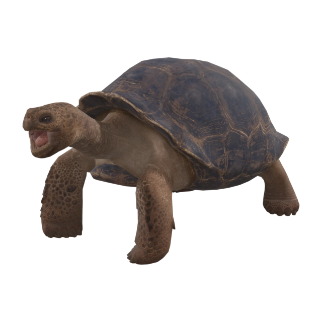 Tortue géante des Galápagos