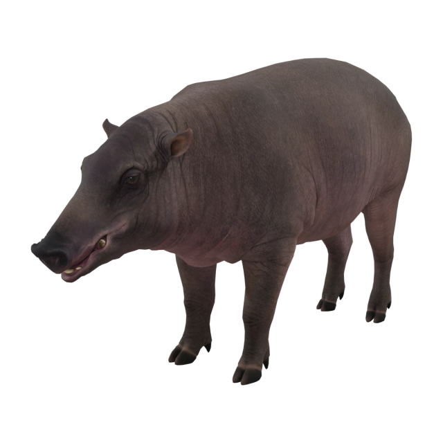 North Sulawesi Babirusa