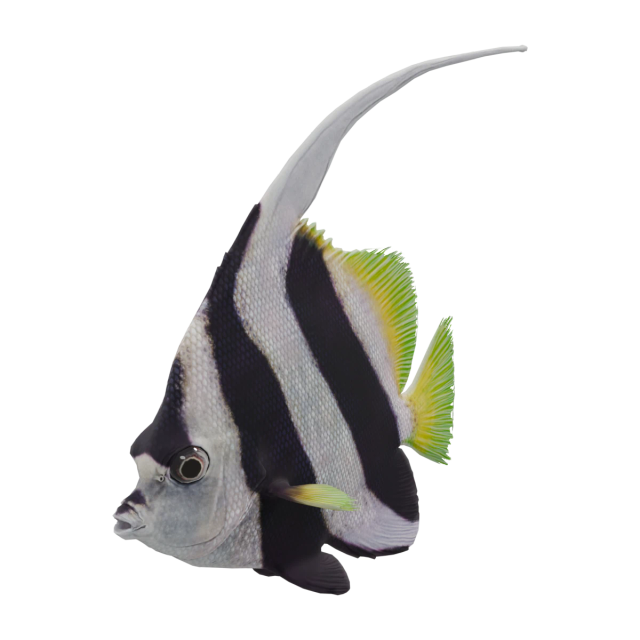 Schwarm-Wimpelfische