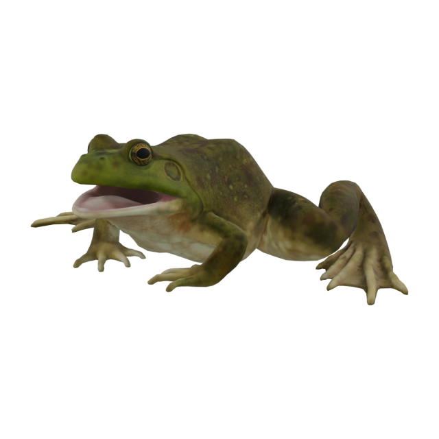 ウシガエル