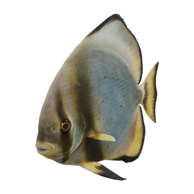 Pez murciélago de aleta larga