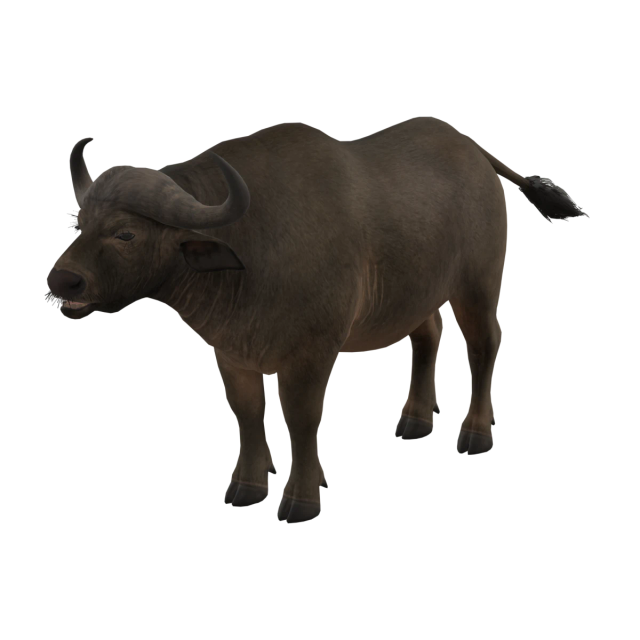 Buffle du Cap