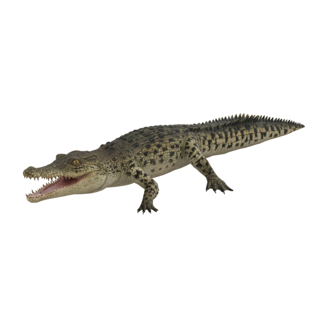 Crocodile marin