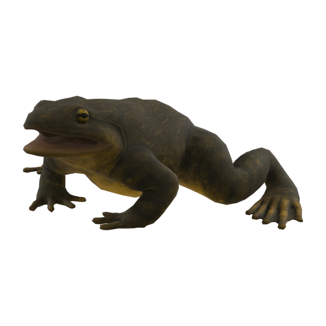Goliathfrosch