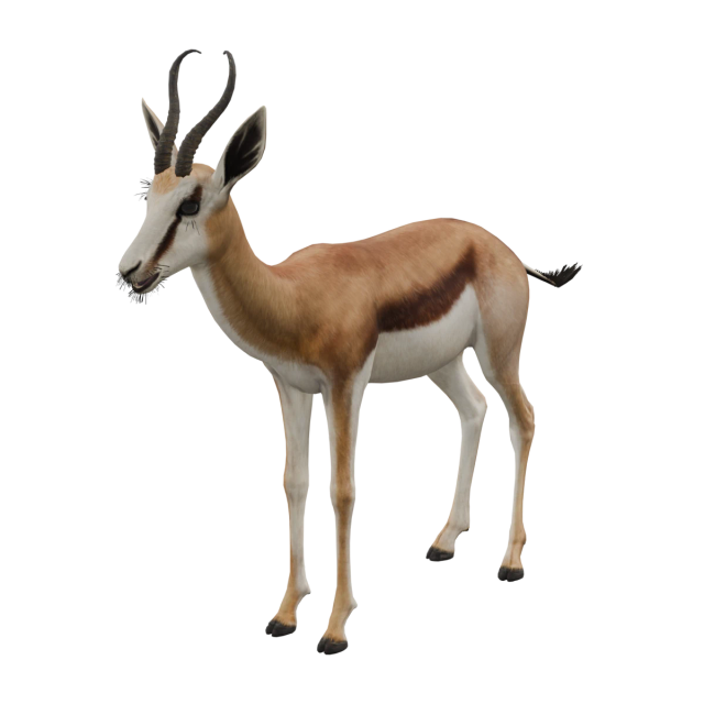 Springbok