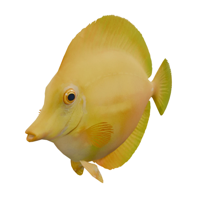 Gelber Doktorfisch