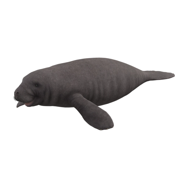 Lamantin des Caraïbes
