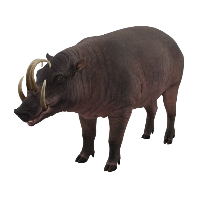 North Sulawesi Babirusa