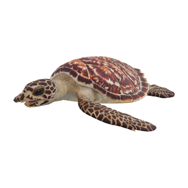 Echte Karettschildkröte