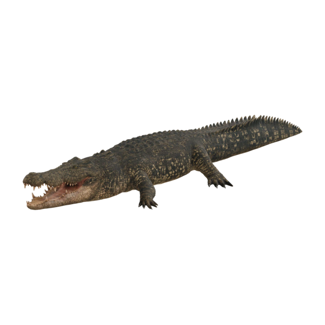 Crocodile marin